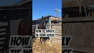 How To Safely Tie Your Horse! #horses #horsehack #horsetraining #horsetrainingtips