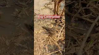 Caterpillar Life in farm #macroleb #nature #wildlife #insects #butterfly #bee #honeybee