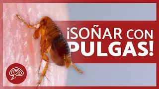 &iquest;Qu&eacute; SIGNIFICA SO&Ntilde;AR con PULGAS? 🐜💤💭 (6 SIGNIFICADOS de SO&Ntilde;AR con PULGAS)