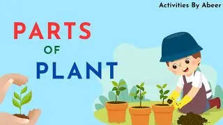 Parts Of Plant | Learning For kids | Activities By Abeer