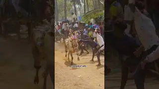 🥵💥junior petti puliii #vellore #slowmotion #videoediting #videoeffect #erudhukattu