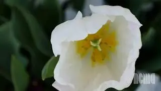 Art in Bloom 2019 Trailer