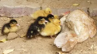 دجاجة تربي فراخ البط-Chicken with ducklings