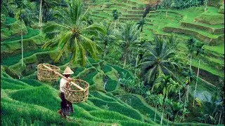 Tegallalang Rice Terrace. РИСОВЫЕ ТЕРРАСЫ НА БАЛИ. БАЛИЙСКАЯ ЕДА. RICE TERRACES IN BALI. BALIN FOOD.