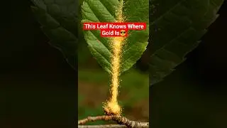 This isn&rsquo;t fake. Trees can actually reveal hidden gold underground.