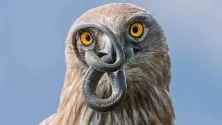 How and Why Birds Prey on Other Birds | Stunning Wildlife Behavior