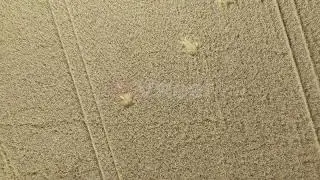 FREE ROYALTY-FREE 4K DRONE FOOTAGE OF WHEAT FIELD BARLEY FARM CROP