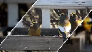 Grossbeak