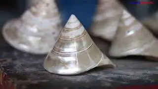 Trochus shells bonanza for communities