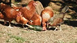 Relaxing chicken and rooster video for relive everyday stress