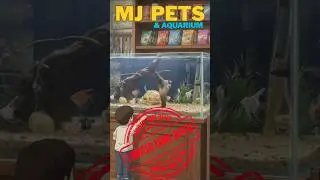 Best Aquarium Deals (For Hobbyists)
