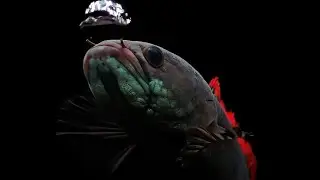 Channa Predator Fish | Single Tank Size & Setup You Should Know