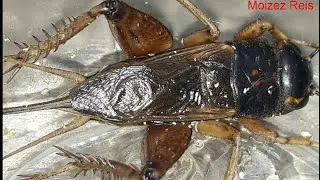 Canto de grilo