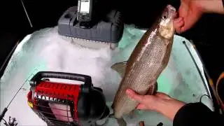 Lake Simcoe afternoon whitefish bite!