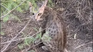 Leopard-like wild cat with small cubs
