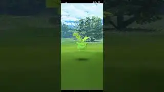 Shiny Hoppip #pokemongo #niantic #pogo #wildpokemon #shinypokemon #shinyhoppip #shinydebut #hoppip