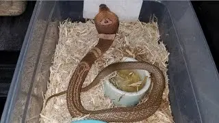 Search for missing cobra enters day 2