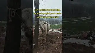 Learn English #cow #cattledisease #automobile
