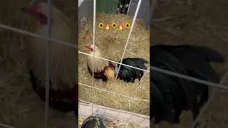#rooster #smallranch #gallosfinos #gallos #roosterfarm #gamefowlnation #jiros#ranchito