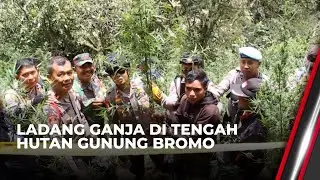 Polisi Gerebek Ladang Ganja di Kawasan Taman Nasional Gunung Bromo | OneNews Update