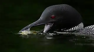 Michelle Valberg   Wildlife  Nature Photographer