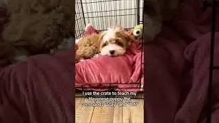 Crate to train puppy Stay and Ok