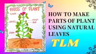 parts of a plant/parts of a plant and their functions/parts of a plant diagram/#partsoftheplant