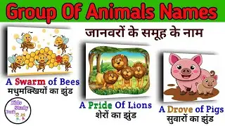 Group of Animals Names | जानवरों के समुह के नाम | Animal Group Name#groupofanimals  #animalsname