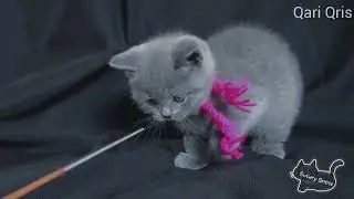 Смотрите, котик в шарфике! Qari Qris голубой британский котик. возраст 1,5 месяца.