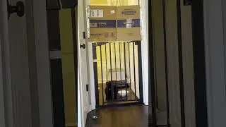 Clever Cat Figures Out Way Around Kitchen Gate