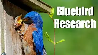 Bluebird Research