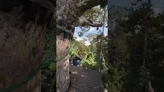 Angkor Zipline #angkorzipline #angkor #adventure