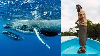 Encuentro M&aacute;gico con Ballenas en Uvita