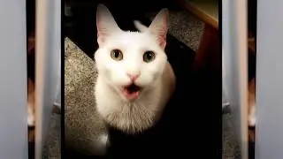 The Chainsmokers - Closer - Cats Cover