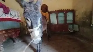 When a Donkey Comes Inside the Room, the Fun Goes Next Level 😁