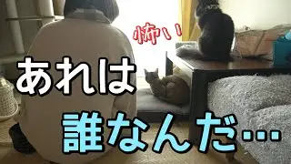 「誰だお前！」来客に絶望する超絶人見知り猫と、ついでに主