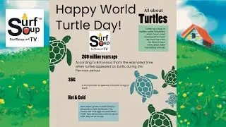 Happy World Turtle Day! Honi the Honu Turtle Surf SoupBook Series & Surf Soup TV Cartoon