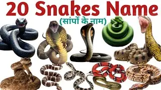 Snake Names for Kids | Learn 20 Types Of Snake in English | Preschool and Toddlers Learning Video। |