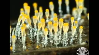 Pilobolus crystallinus 1b