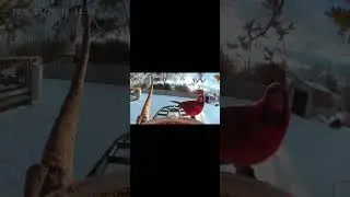 Beautiful Bright Red Cardinal on Bird Feeder Cam after Blizzard #shorts #birds #birdidentification