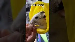 dey liek cheez #funnyrat #funnymemes #pets #cheese #comedy #cute