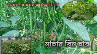 একবার চাষ করলে আর ভুলবেন না !! মাচার বিন চাষ !! #সবজিচাষ #বিন_চাষ#শীতের_সবজি