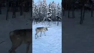 This Reindeer looked like a Unicorn! (Murmansk, Russia)