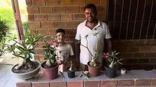 nossos enxertos que deu certo [vamos fazer juntos]