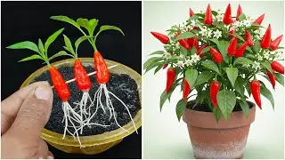 Growing chili plant at home | Make your garden hot & spicy with chili