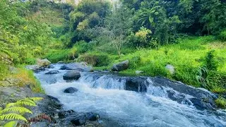 Calm River Ambience for Sleep & Anxiety Relief | Healing Water Sounds for Relaxation