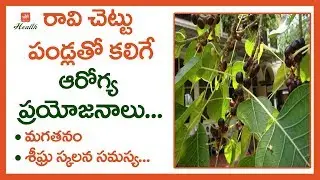 Amazing Health Benefits Of Peepal Tree Fruits | Best Health Tips in Telugu | YOYO TV Health
