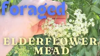 Wild elderflower mead
