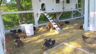 Sunday Funday! - Playful Young Chickens - Live  Chicken Cam