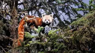 Rare Red Panda Sighting | My Journey in Manging Goath, Gosaikunda trial, Nepal